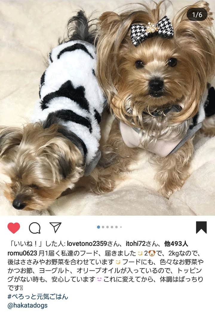 あれだけ悩んだ涙やけが1ヶ月で驚きの変化 ぺろっと元気ごはん【公式サイト】博多ドッグス