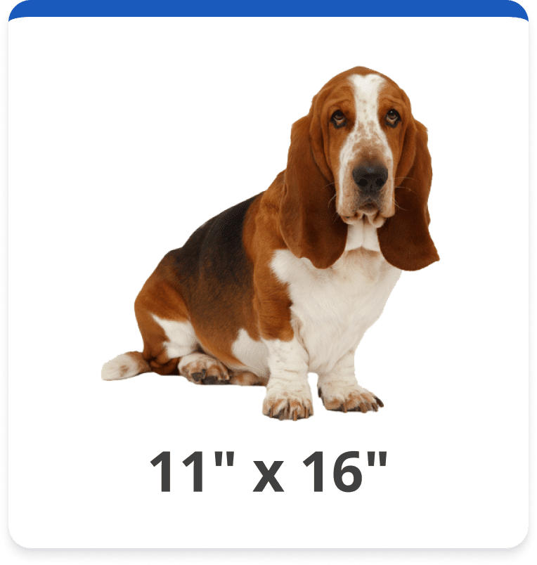 Dog and Cat Door Replacement Flap Kits Hale Pet Door