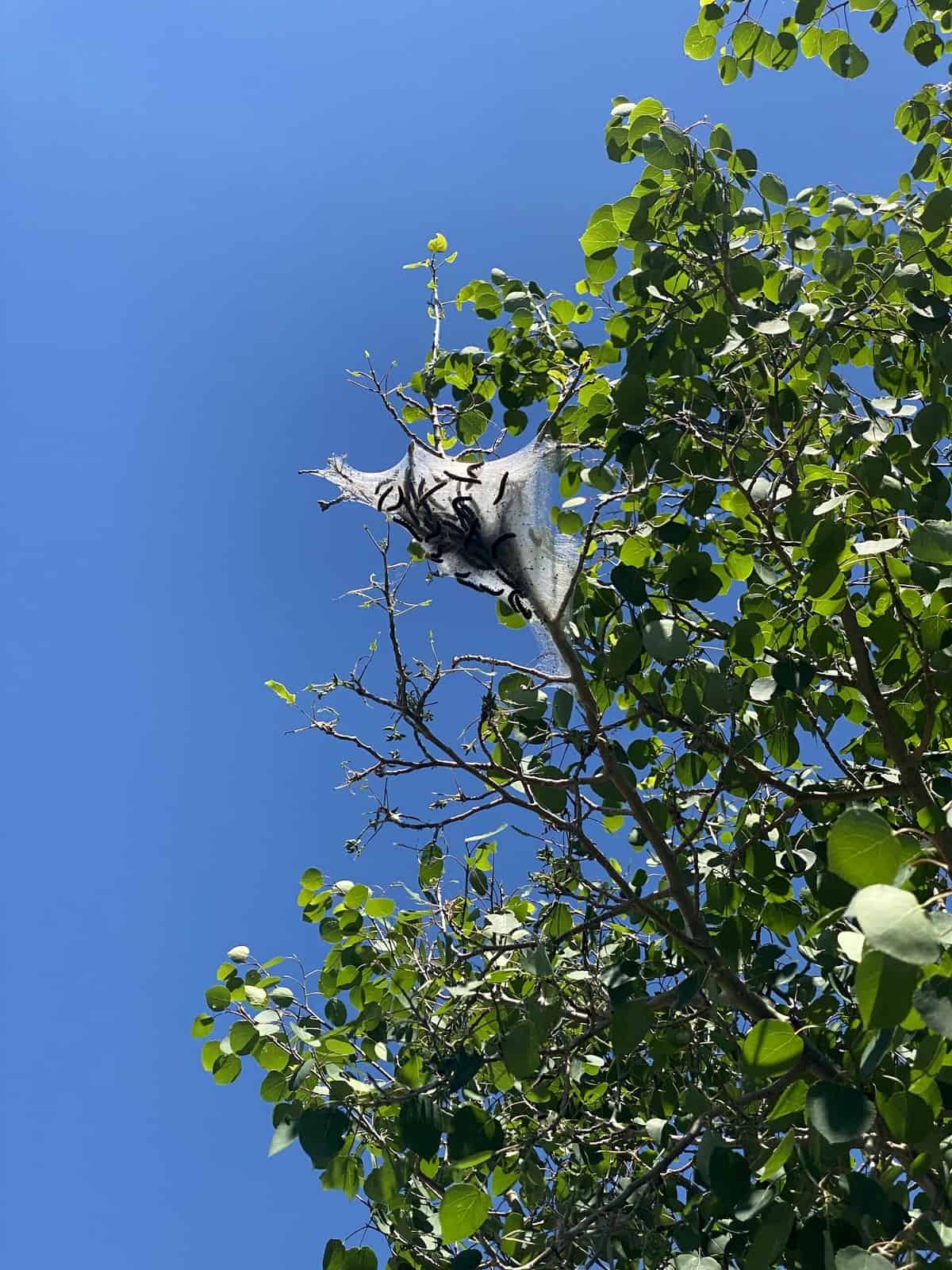 Nine Favorite Things. Half Baked Harvest