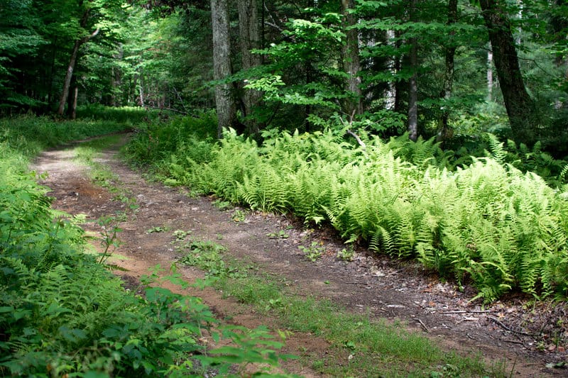 2019 Jenkins Mountain Scramble Trail 10K & Half Marathon in Paul Smiths, NY
