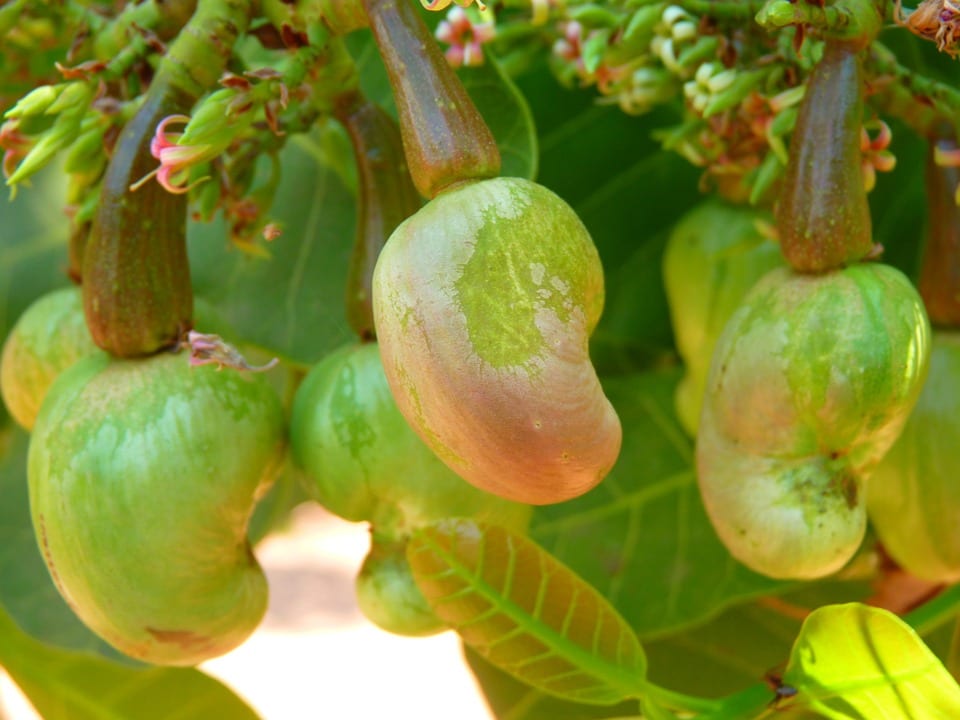 A Complete StepByStep Guide On Cashew Farming Half MBA