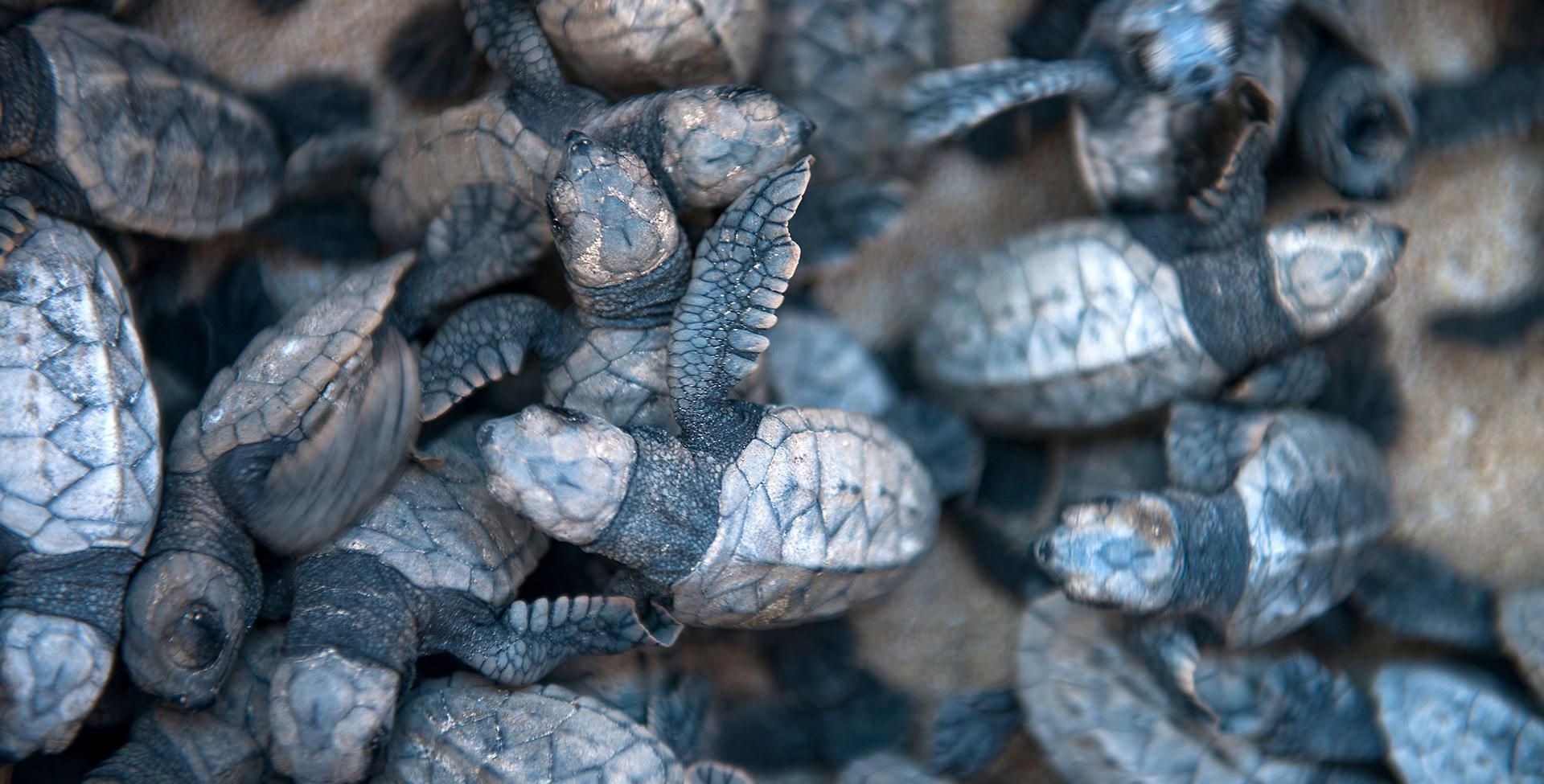 Sea Turtle Conservation Half Moon