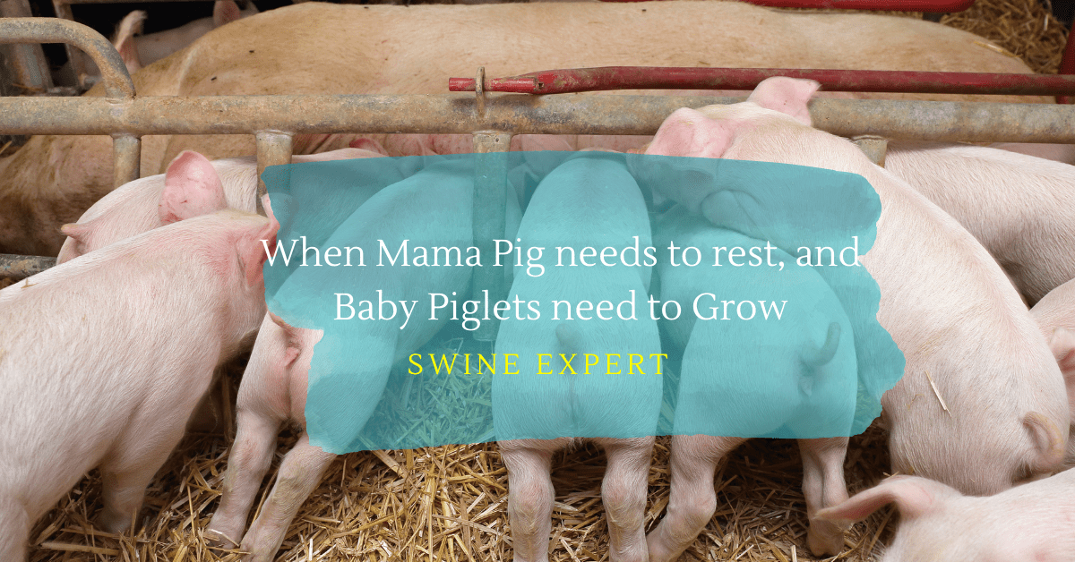 Nutrigro Natural Feed Supplement For Young Piglets Halim Biotech