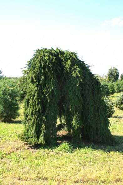 Weeping norway spruce full grown. Weeping Norway Spruce Halka Nurseries