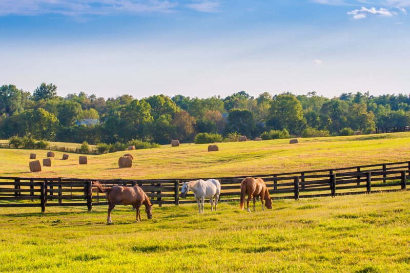 Best Cities in the United States to Own a Horse Property Hall Realty