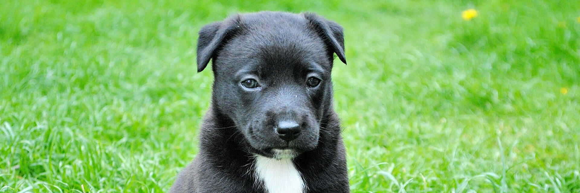 Boarding Kennels Melbourne Dog Grooming Hallam, Endeavour Hills