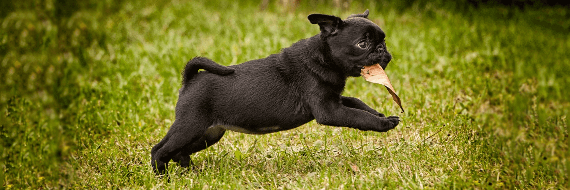 Hallam Park Pet Resort Dog Boarding and Cattery