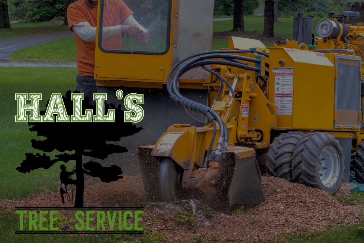 Tree Services Stafford, VA 15 Off For First Time Customers!