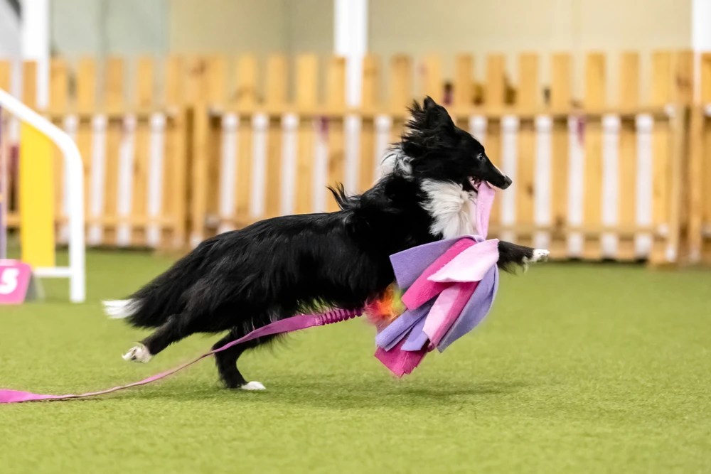The Benefits of Agility Training for Dogs Halo Collar