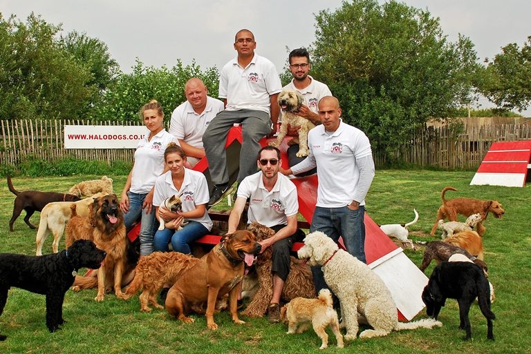 About Halo Dogs Professional Dog Day Care in London & Enfield