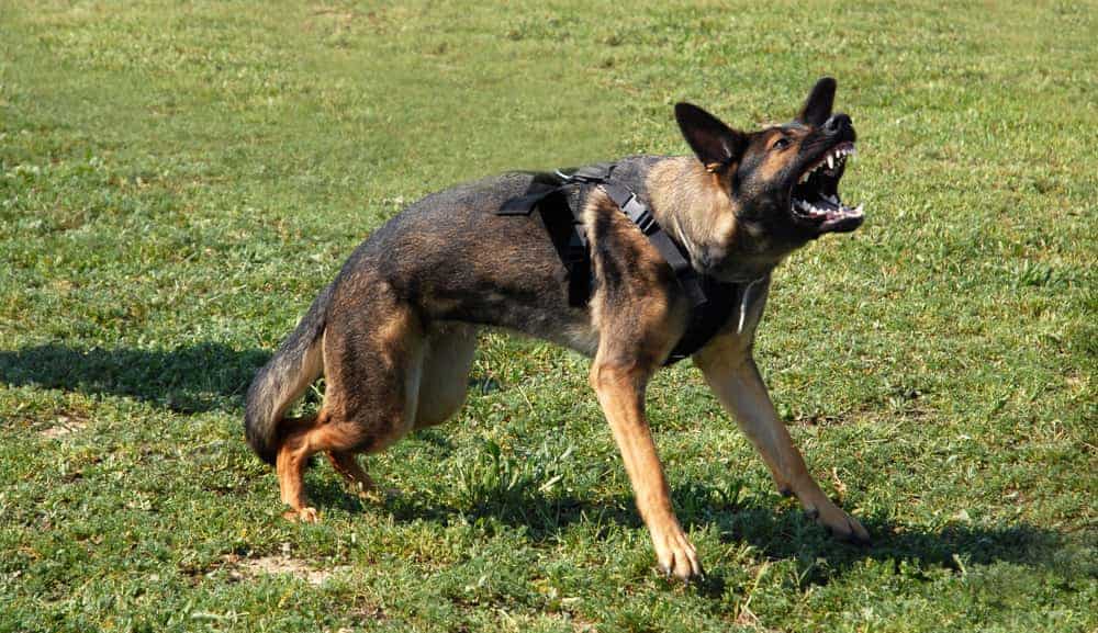 Understanding Your Legal Rights If A Dog Attacks You