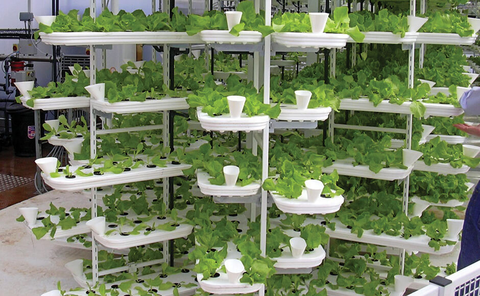 The Best Hydroponic Systems for Space Optimization Nature's Gateway