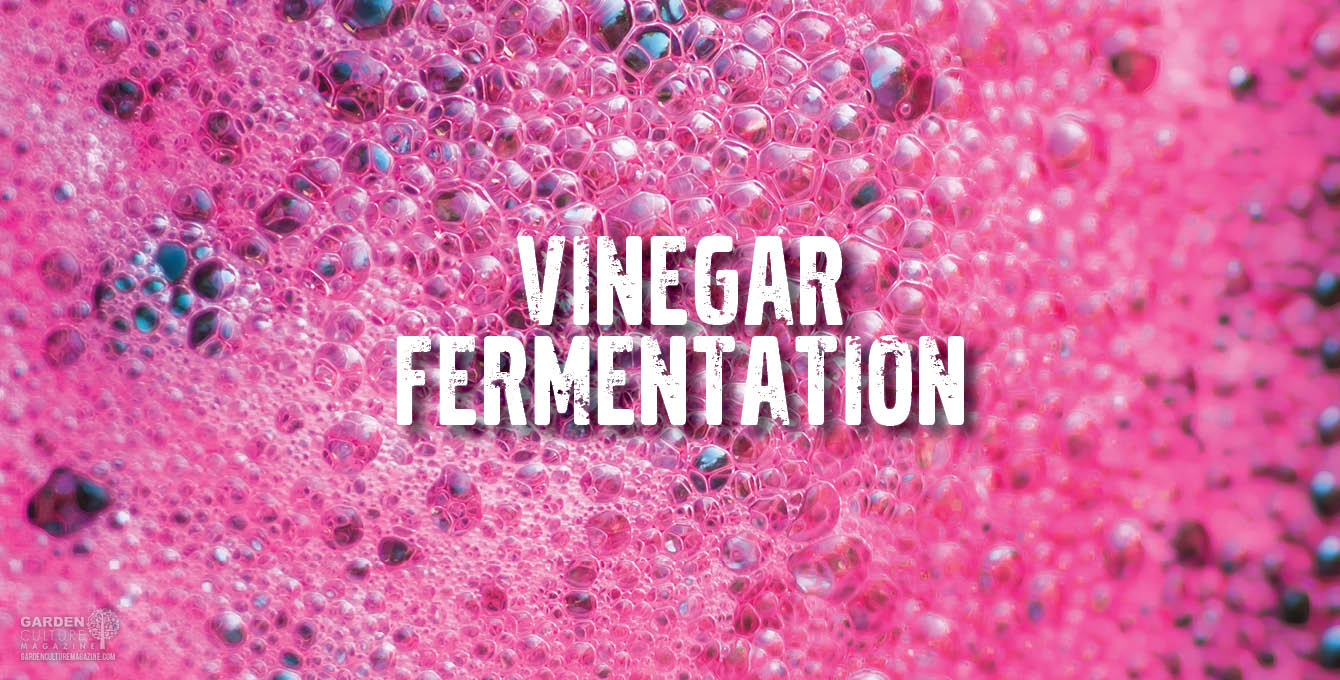 My New Addiction Vinegar Fermentation Nature's Gateway