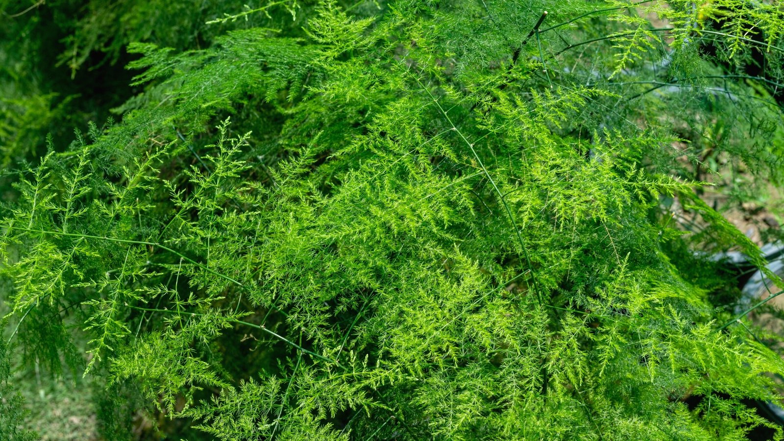 How to Plant, Grow, and Care for Asparagus Ferns Nature's Gateway