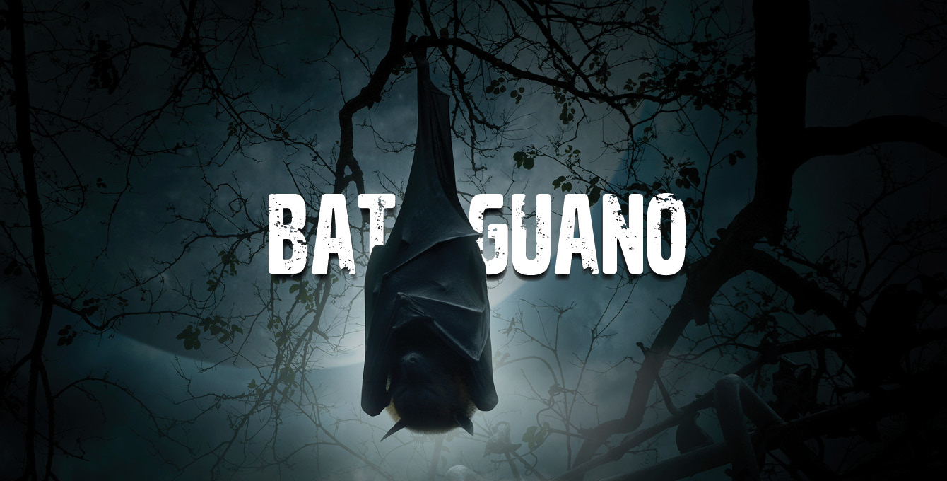 Bat Guano The Superfood With A Bad Rap Nature's Gateway