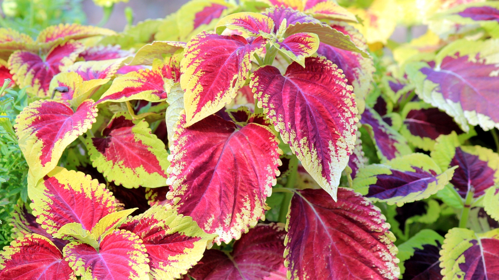 How to Overwinter Coleus Plants Nature's Gateway