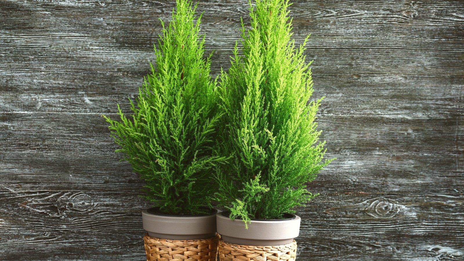 How to Plant, Grow, and Care for Lemon Cypress Trees Nature's Gateway