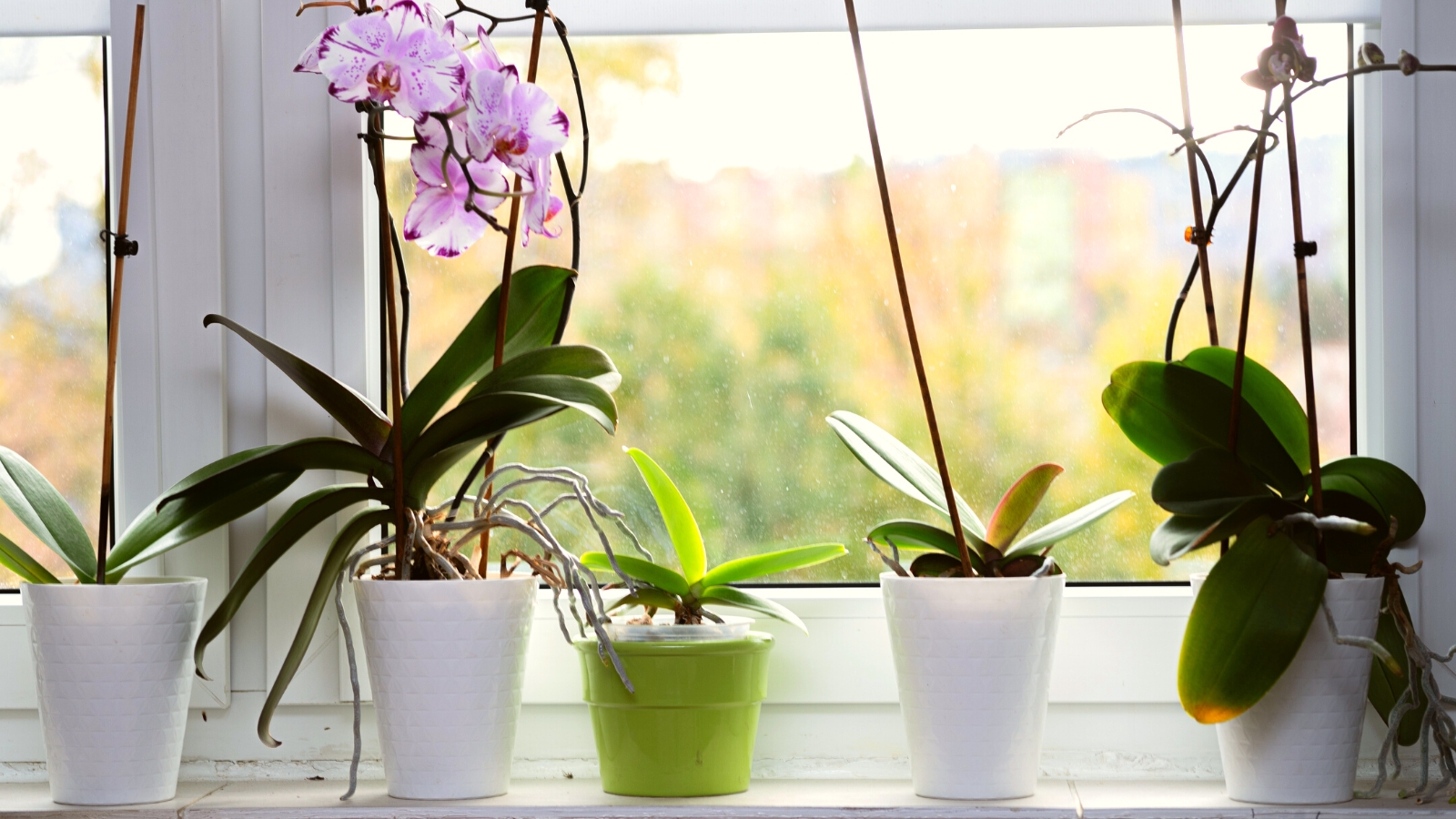 Why Isn’t My Orchid Blooming? Nature's Gateway