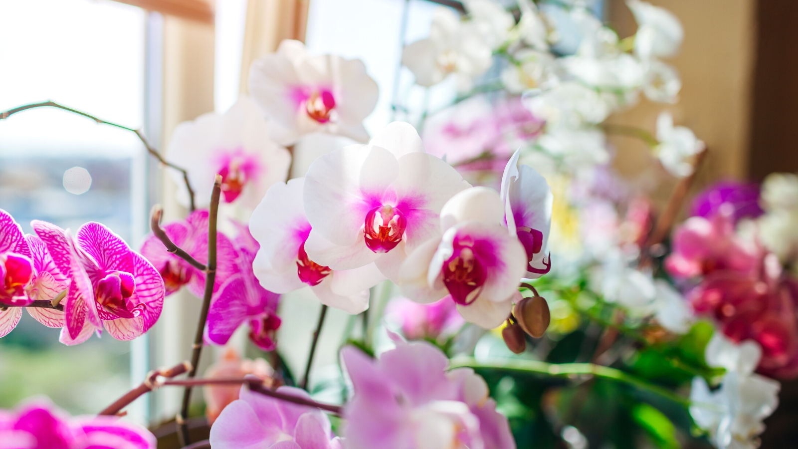 How Much Light Do Orchids Need? Nature's Gateway