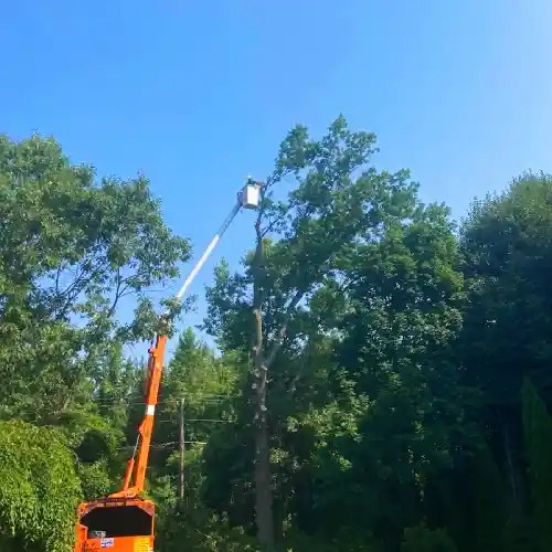 Tree Topping and It's Effects Hamilton Tree Service