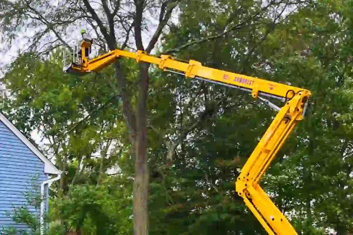The Science Behind Pruning Hamilton Tree Service
