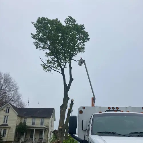 About Us Hamilton Tree Service