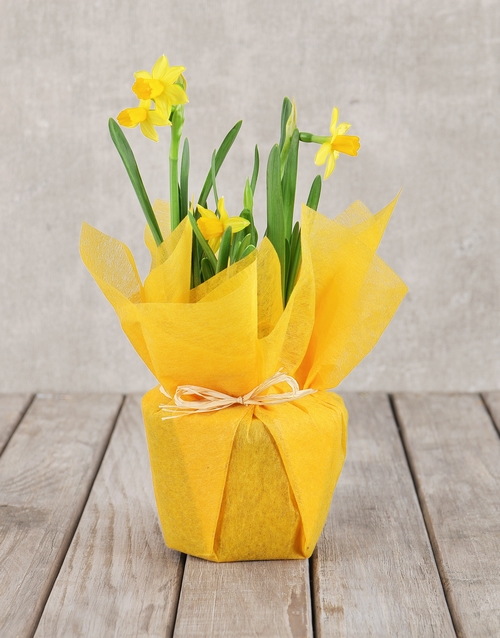 Daffodil Plant in Tissue Paper Hamperlicious