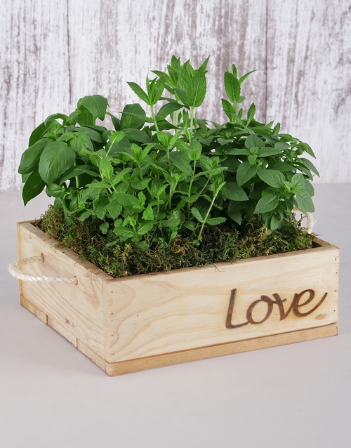 Herb Garden in Wooden Flower Box Hamperlicious