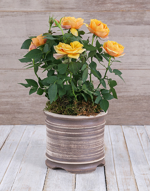 Yellow Rose Bush in Ceramic Pot Hamperlicious