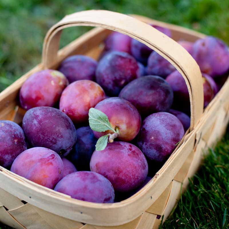 Evesham Hampton Farm Shop