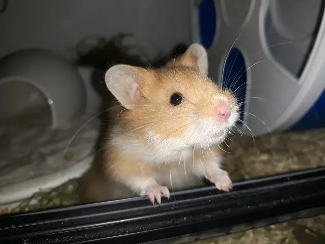 Fraggle, Teddyhamster, männlich, Cinnamon, geboren Am 11.07.19 *Zuhause