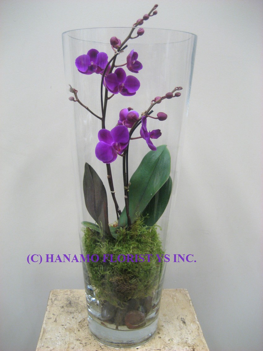 ORCHIDS & PLANTS Hanamo Florist Online Store, Vancouver, BC, Canada, Quality arrangements