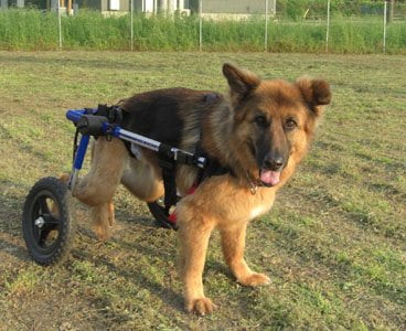 Degenerative Myelopathy German Shepherd | Handicapped Pets