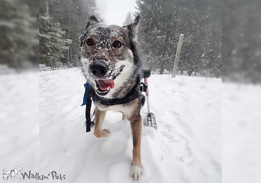 Skis for Walkin' Wheels Dog Wheelchair HandicappedPets