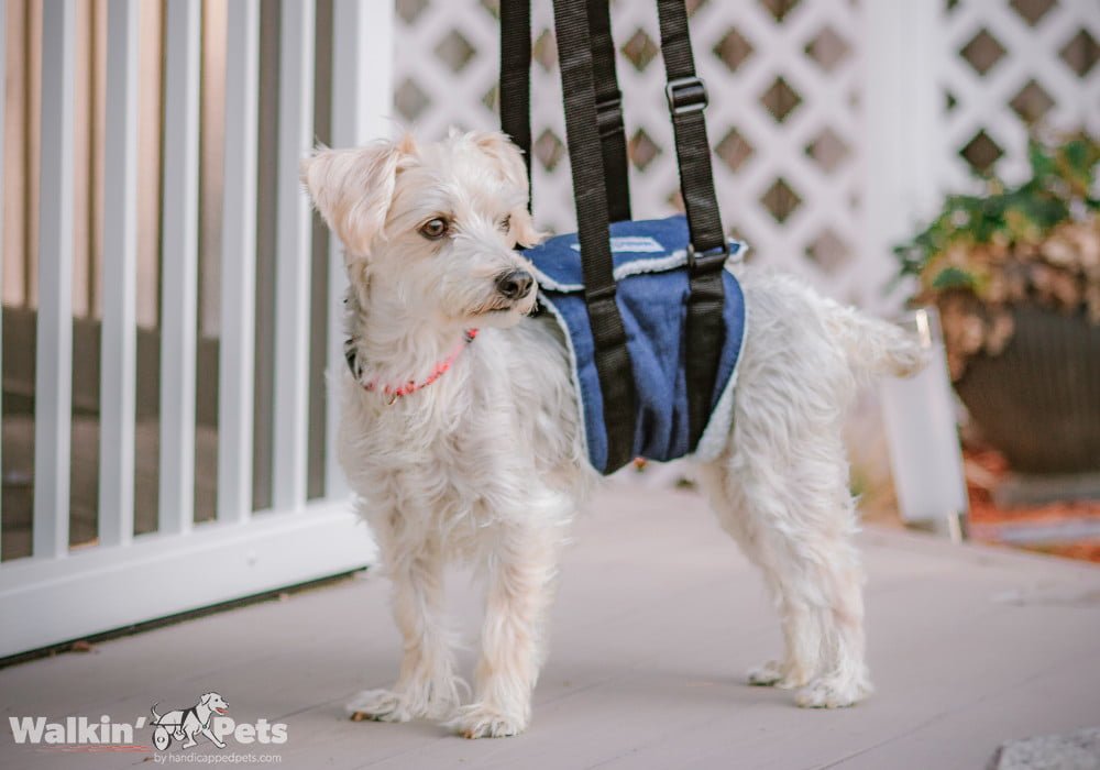 Walkin' Support Dog Sling Belly Support for Dogs HandicappedPets