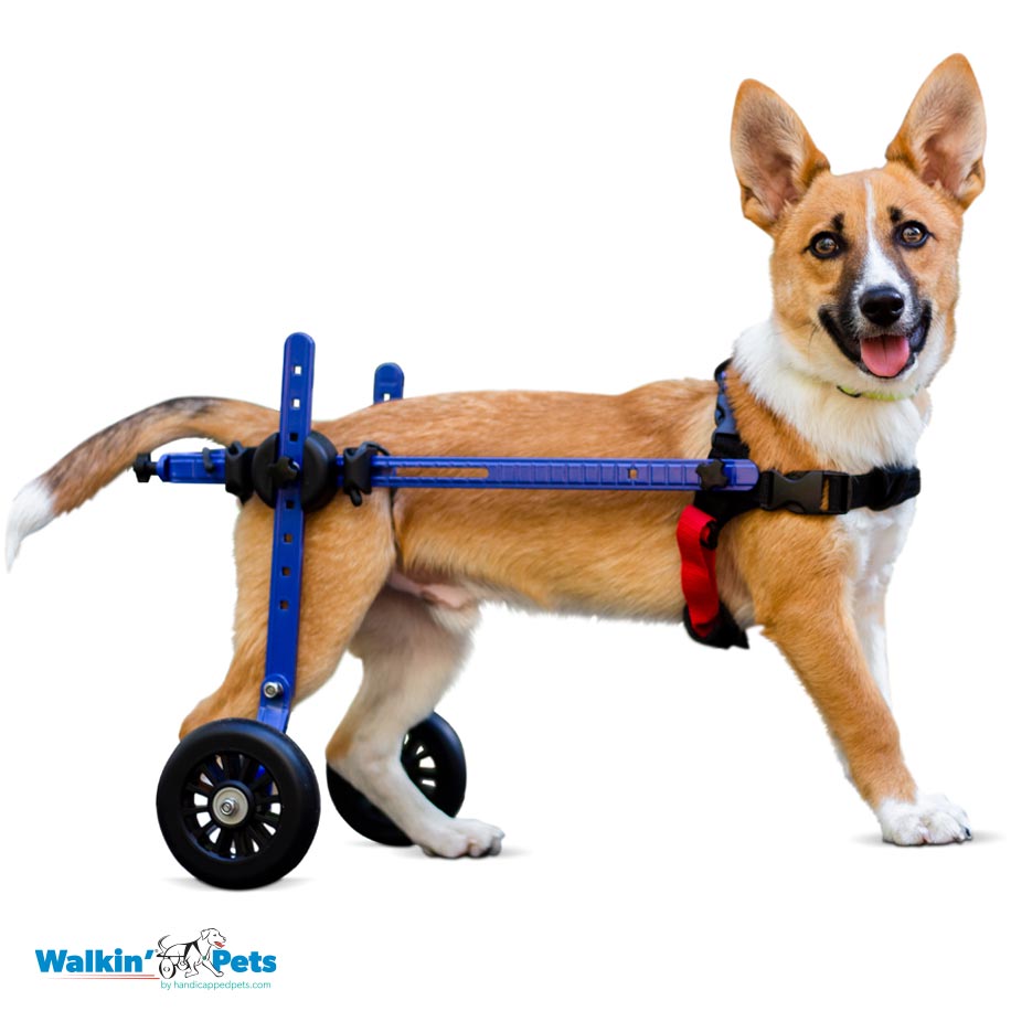 Can You Rent A Dog Wheelchair