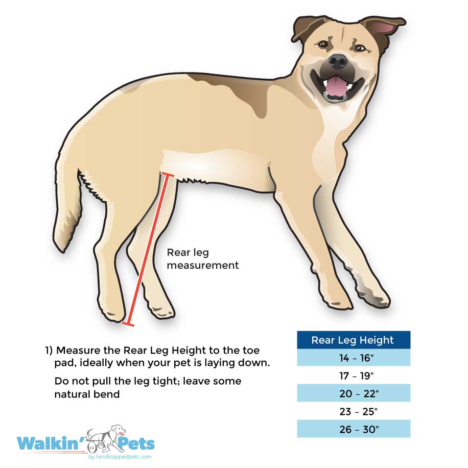 How Do You Measure A Dog For A Wheelchair