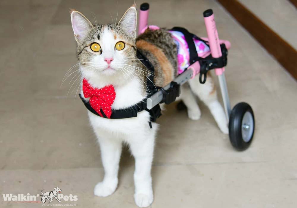 Cat Wheelchair Walkin' Wheels Wheelchair for Cats Handicapped Pets
