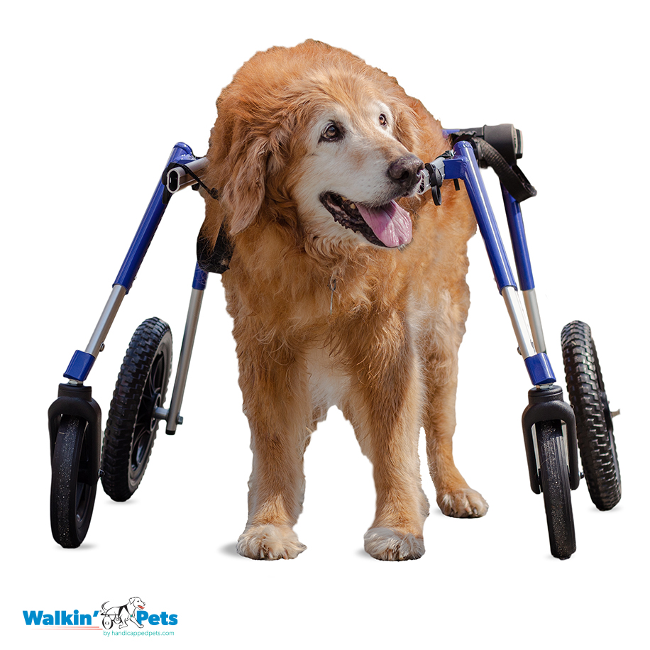 Full Support 4 Wheel Dog Wheelchair Walkin' Wheels Walkin' Pets