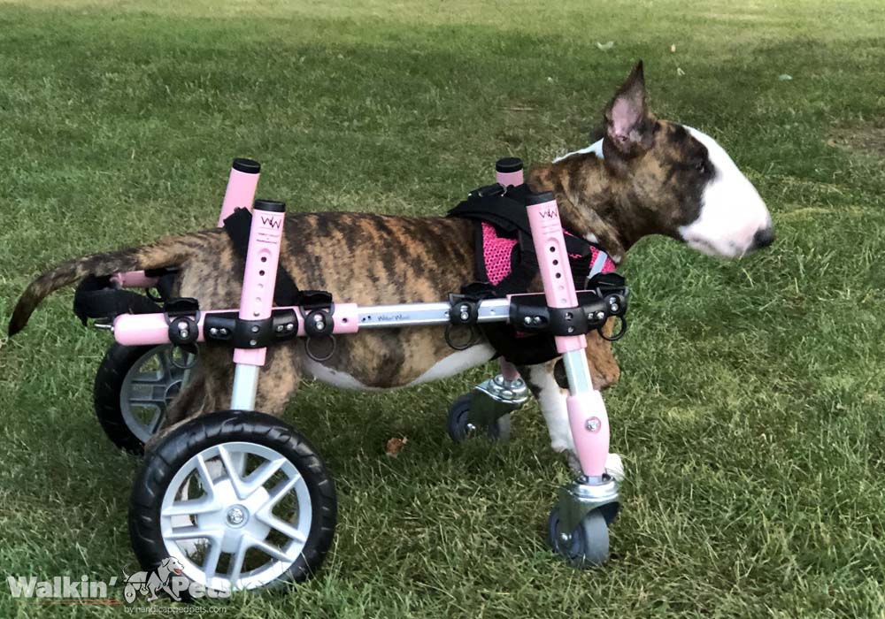 Full Support Dog Wheelchairs for Dachshunds & Other Small Dogs