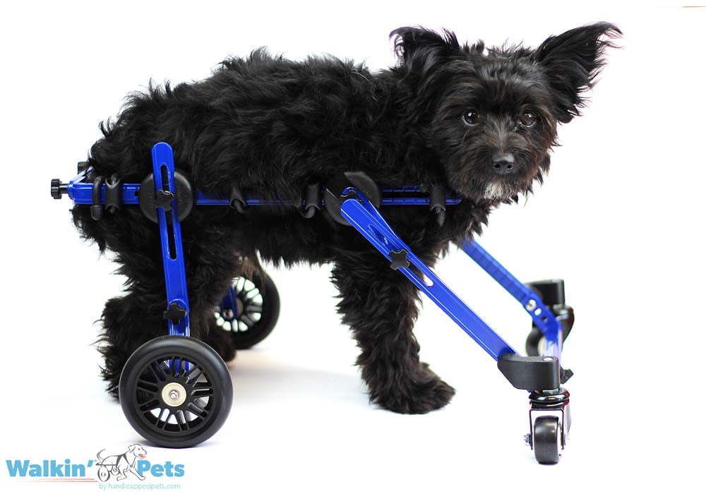 Full Support Dog Wheelchairs for Toy Breeds & Other Small Animals