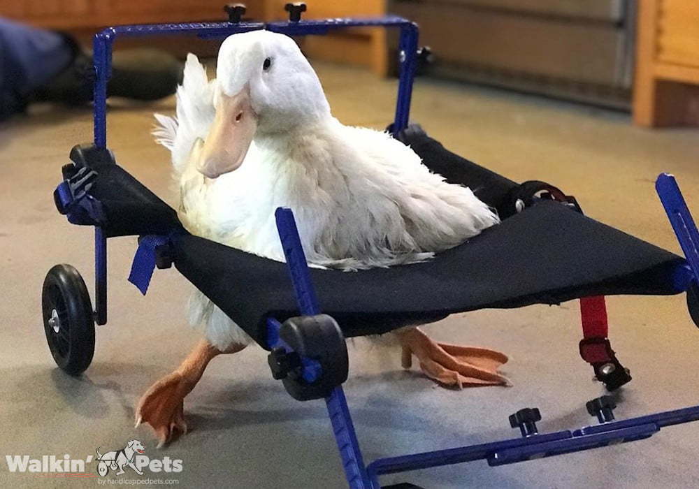 Chicken Wheelchair Duck Wheelchair Handicapped Pets