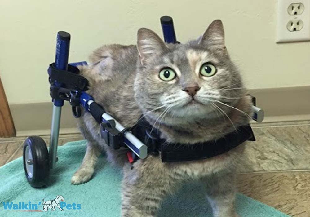 Cat Wheelchair Walkin' Wheels Wheelchair for Cats Handicapped Pets