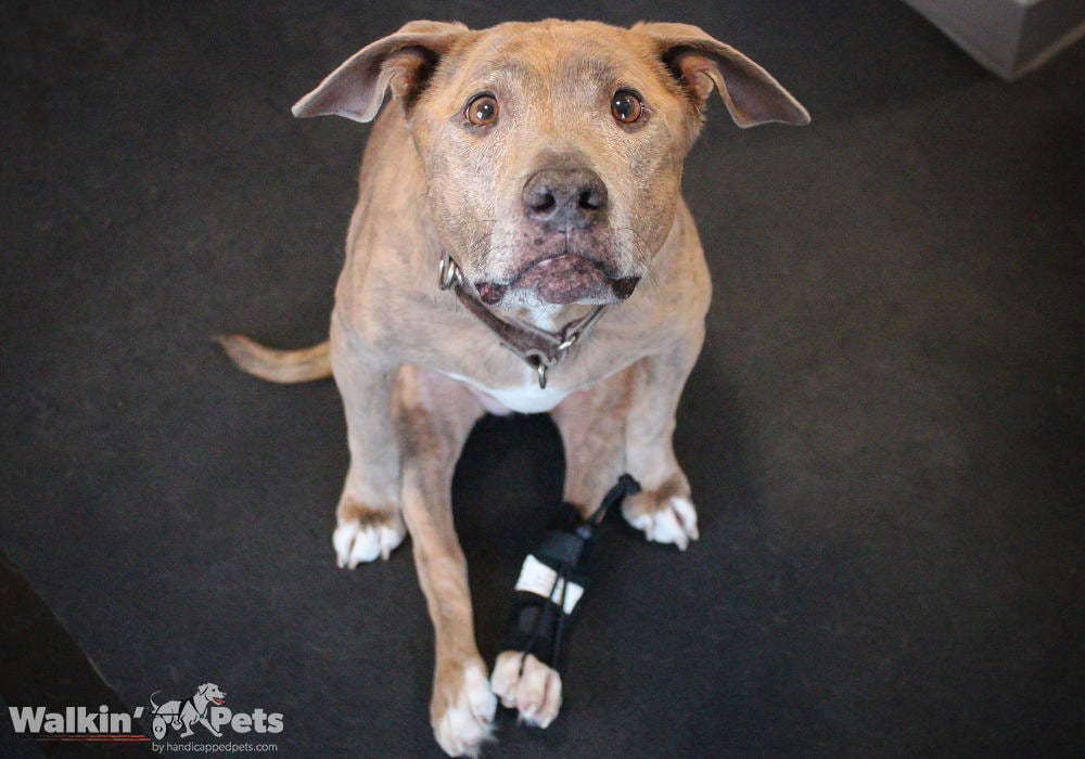 NoKnuckling Training Sock Dog Dragging Back Paws Handicapped Pets