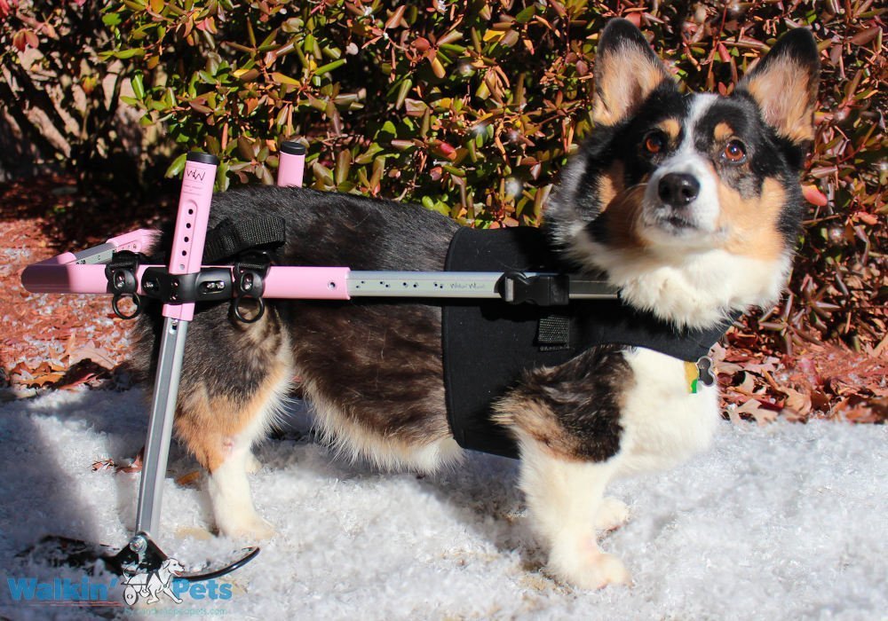 Skis for Walkin' Wheels Dog Wheelchair HandicappedPets