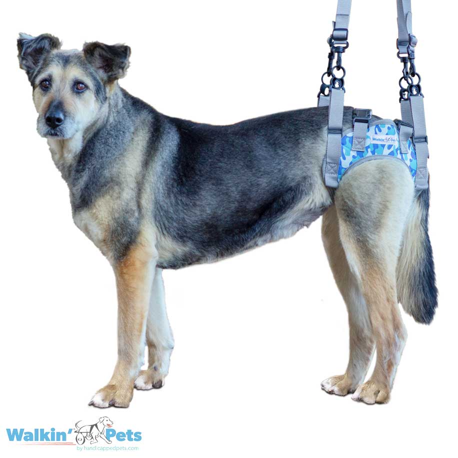 Equipment for Disabled Dogs Carts for Disabled Dogs