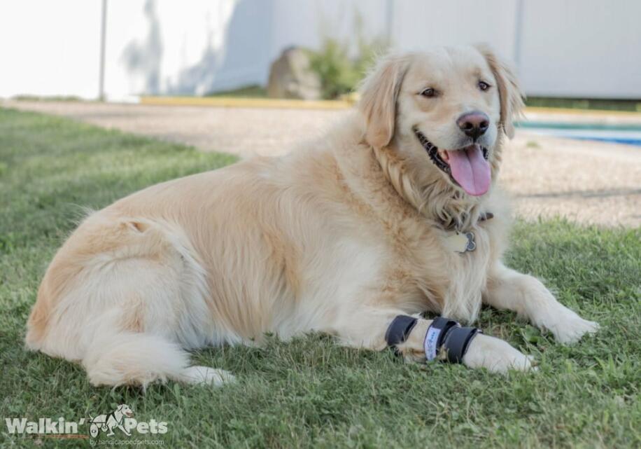 Walkin' Carpal Splint for Dogs and Other Pets