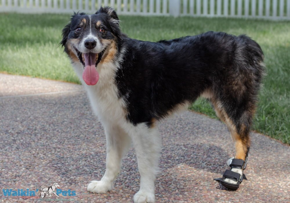 Bootie Splint for Dogs Walkin' Bootie Splint Handicappedpets