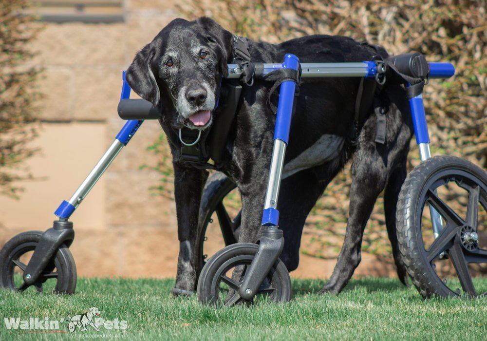 Quad Wheechair Full Support Large Dog Wheelchairs Walkin' Wheels