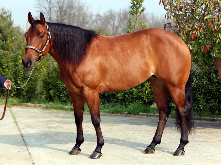 Handsome Ranch Quarter Horses Zucht & Verkauf Westernpferde